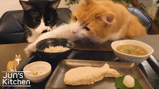  - Japanese meal for cats