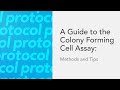 A Guide to the Colony Forming Cell Assay: Methods ...