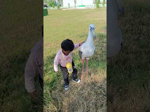 Jinal Playing with bird statue | Babu | little kids | little kids Videos for kids