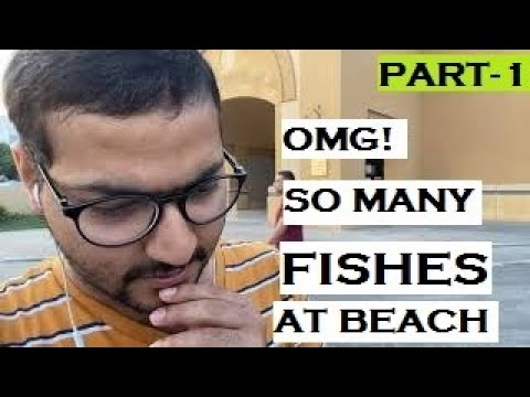 The Fish Paradise at Fahaheel Seaside, Kuwait | Part 1