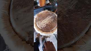 Download lagu tifa kulit rusa merauke#tifa#musiktradisional#gendang#alatmusiktradisional#shortsvideo#shorts#short mp3 Download lagu tifa kulit rusa merauke#tifa#musiktradisional#gendang#alatmusiktradisional#shortsvideo#shorts#short mp3