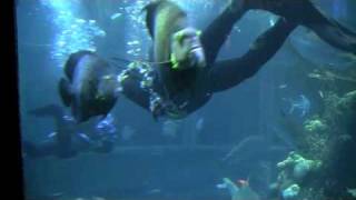 GOT divers riding The Ultimate Wave Tahiti 3D