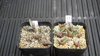 [品種紹介] 多肉植物 Agave titanota "blue" [アガベ チタノタ ブルー] 実生2年目