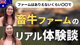 貯金◯万円！？畜牛ファームの体験談が衝撃すぎた…！【オーストラリアワーホリ】