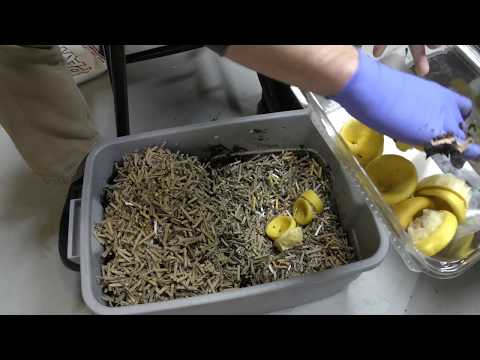 Starting a new Worm Bin Project (12/1/2017)