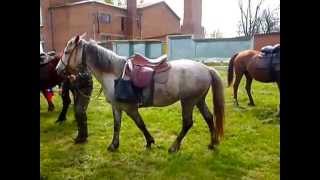 preview picture of video '2014.05.01 Кагальницкие казаки совершают конный поход'