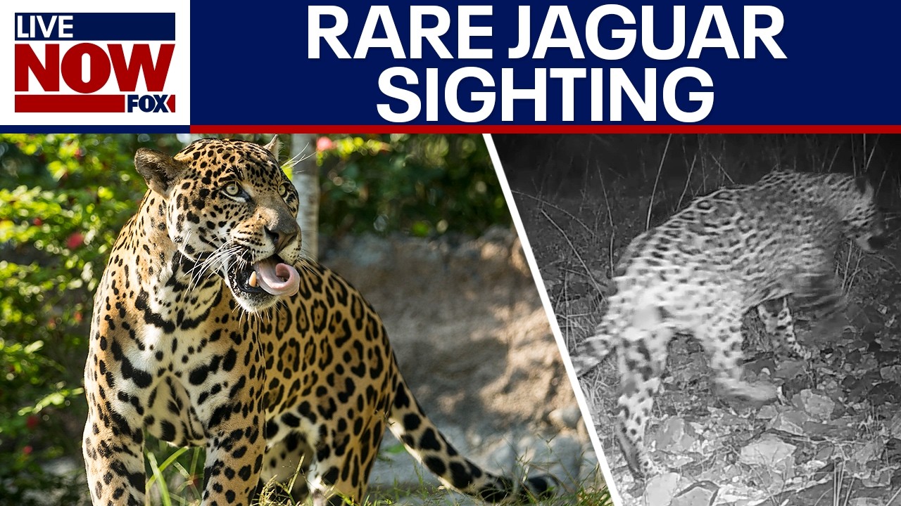 WATCH: Rare jaguar spotted roaming southern Arizona