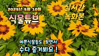 2025년 5월 10일   예쁜식물들 보면서  랜선으로  수다즐겨봐요. #양재꽃시장 #식물튜브 #식물아빠