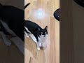 My Tuxedo Cat Talking