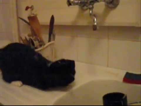 Koka - some cat fun :o)