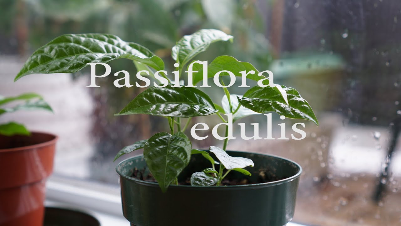Amazing Timelapse of a Passion Fruit plant (Passiflora Edulis) with Sony A6000 - YouTube
