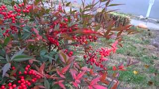 Back to Front - Eliza Doolittle (Unofficial Music Video)