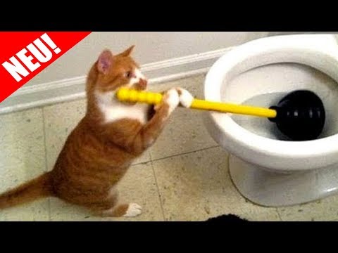 LUSTIGE TIERE VIDEOS 🐶🐱 - Versuche nicht zu Lachen oder zu Grinsen Extrem 2018