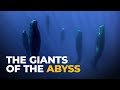 The Insane Biology Of The Sperm Whale