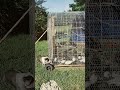 Perfect synergy American bullies and chickens