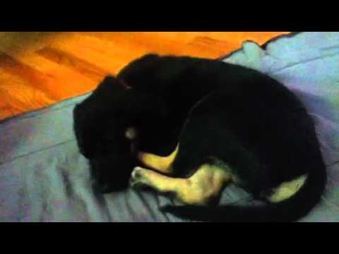 2 month old german shepherd xena