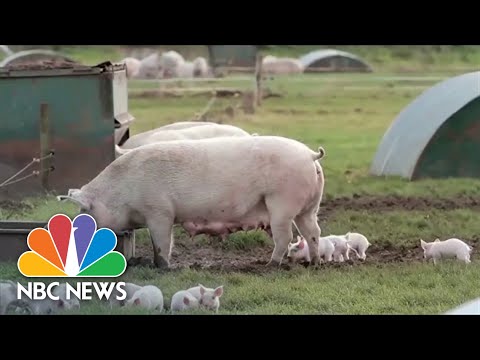 Yale Researchers Use New Technology To Restore Dead Pig ...