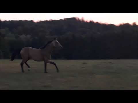 Quietschvergnügt von Qaside aus einer Stedinger - Zuidhorn - Purioso - Mutter