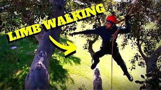 LEARNING HOW TO LIMB WALK AND SWING- Intro to Tree Climbing w/ Bino H &amp; Noah Pt. 16
