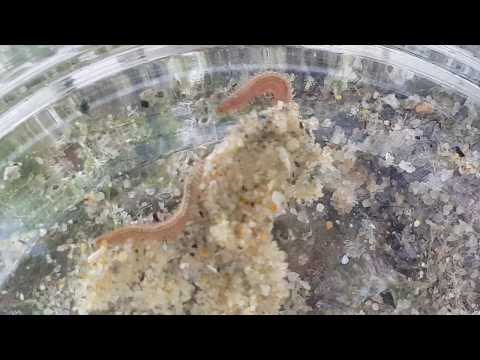 Sea Slater (Ligia sp.) Isopod and a Nereididae worm