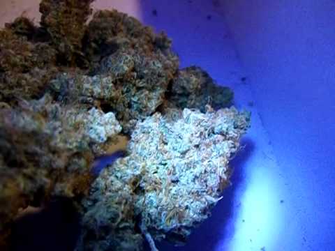 Quick Hawiian Cheese Closeup