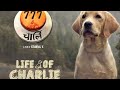 Evaro Nuvvu Full Hd Video Song Charlie 777 Movie Cherlie