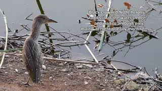 Black-crowned Night-heron