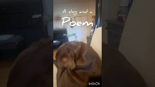 犬と詩 #いぬ #ラブラドールレトリバー #大型犬のいる生活 #犬動画 #dog #labrador #dogshorts #fypage
