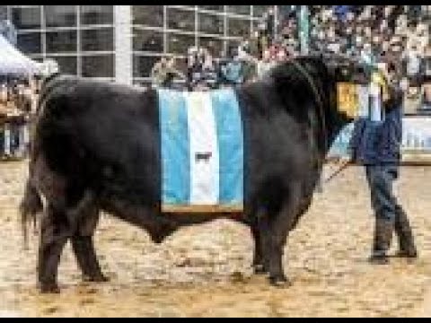 Un BI GRAN CAMPEON de Palermo de la raza Angus en colecta de semen