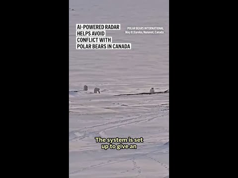 AI-powered radar helps avoid conflict with polar bears in Canada