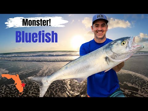 MONSTER Bluefish, Use THIS Bait, Rig and Tackle, Florida SURF Fishing