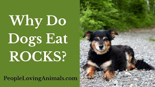 Why Do Dogs Eat Rocks?  | How to Stop Your Dog from Eating Rocks |  Why is My Dog Eating Rocks?