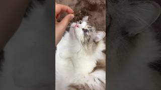 一粒でも多く食べたい　#shorts #cat #猫動画 #猫のいる生活 #かわいい #日常#ペット #pets#love#youtubeshorts#comedy#viralvideo#funny