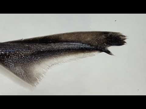 動画魚類図鑑 NO.154 ヒレタカフジクジラ