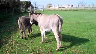 A Fab Day with the Donkeys at Sidmouth Donkey Sanctuary!