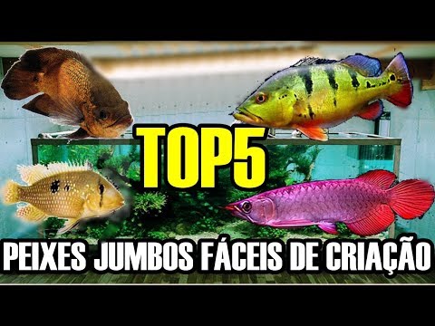 TOP 5 Peixes JUMBOS mais Fáceis de se CRIAR