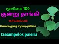Mountain Bearer Herb Hill Bearer Cissampelos Pareira Malai Thaangi Kundru Tangi Verpenthi Ponmusu