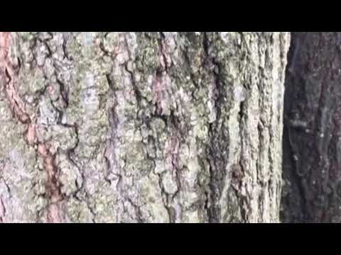 Family Tree Harbors Carpenter Ants in Beachwood, NJ