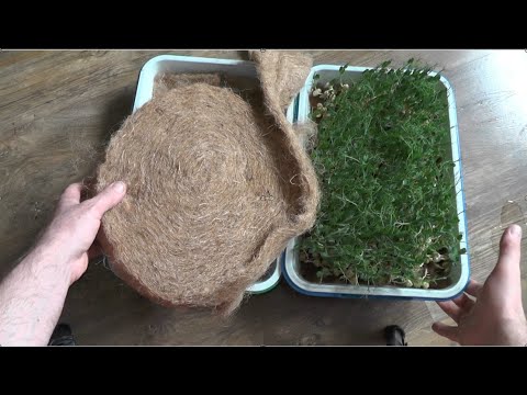 Выростил микрозелень на качественном джутовом коврике с Алиэкспресс