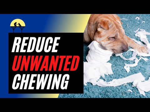 What Your Dog’s Chewing Really Means (Science Explained)