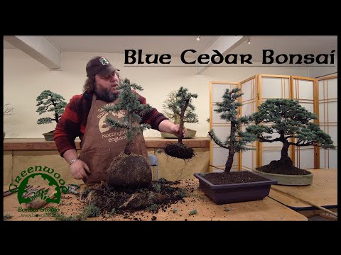 Blue Atlas Cedar Bonsai Production - Greenwood Bonsai Studio