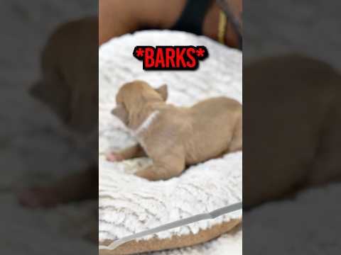 YourRAGE got pressed by his puppy 😂