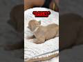 YourRAGE Got Pressed By His Puppy