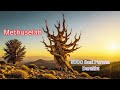 Sabse Purana Zinda Ped Jo Pyramid Se Bhi Purana Hai Top Facts Hindi