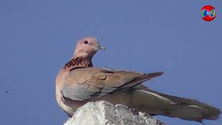 Collared-Dove ! Mourning dove ! The Wild Live