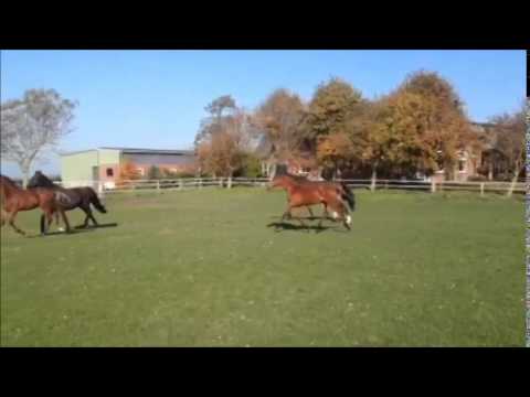 Stutfohlen Colman x Contender