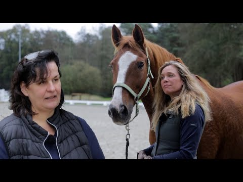 Hannoveraner Wallach wurde zum Wanderpokal - Tierärztliche Untersuchung soll Aufschluss bringen