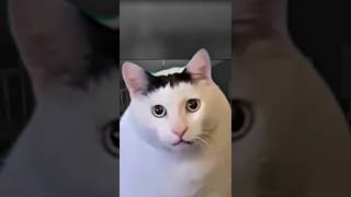 Download lagu 👻 The Ghost Cat Caught on Camera?!  #cat #funny #ghost mp3