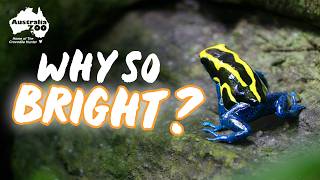 The 46 Life Stages of a Poison Dart Frog!