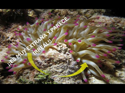 ¡Esta extraña e irreal ANÉMONA CONDYLACTIS, resulta ser ENDÉMICA DEL MAR CARIBE! #anemona #youtube